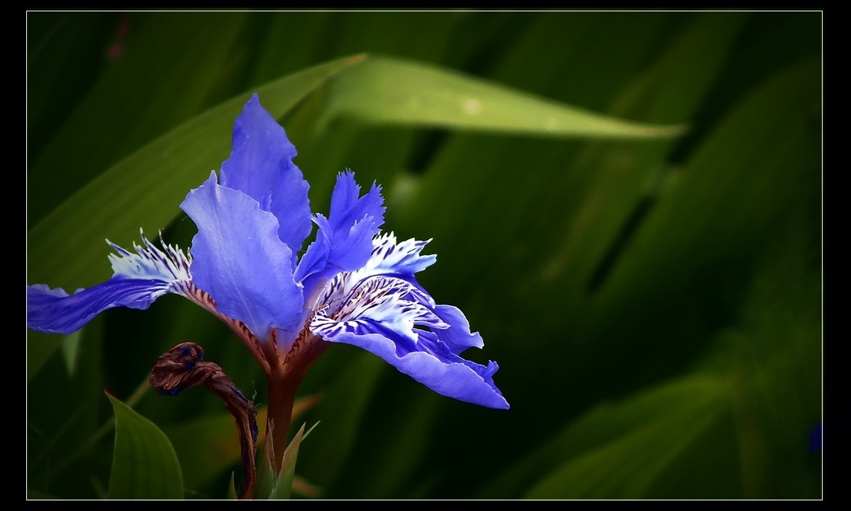家有喜事，登门拜贺！没有微距，只能鱼目混珠了。。。
