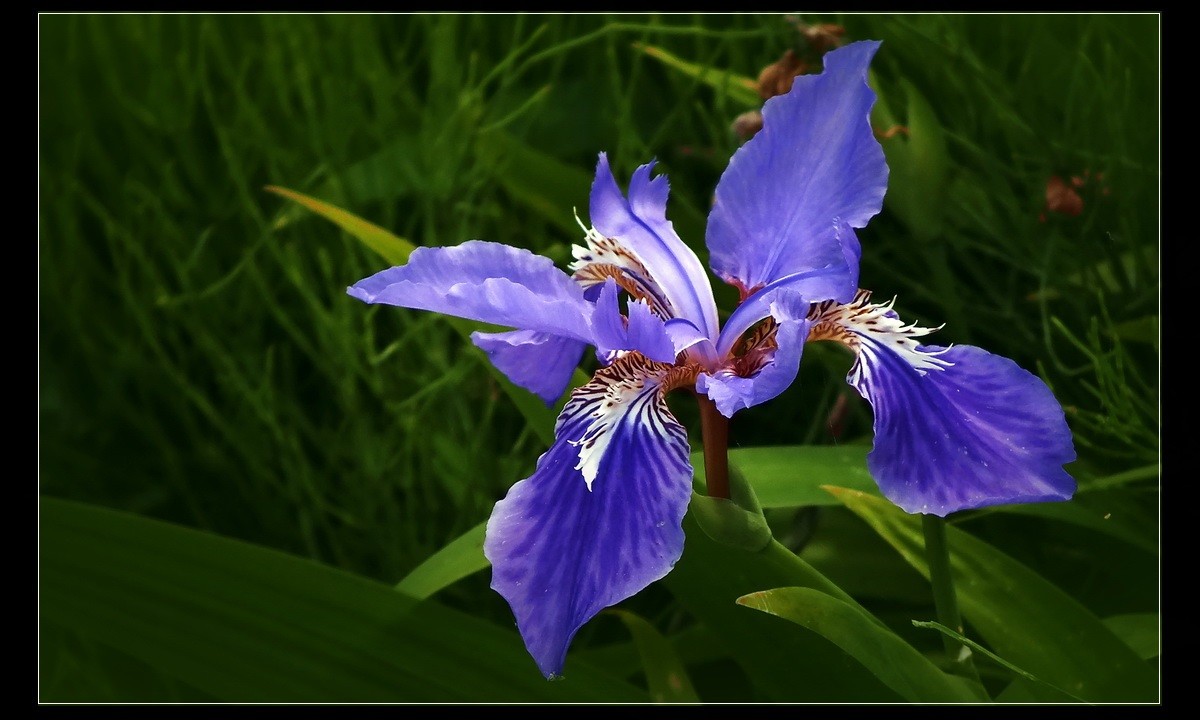 家有喜事，登门拜贺！没有微距，只能鱼目混珠了。。。