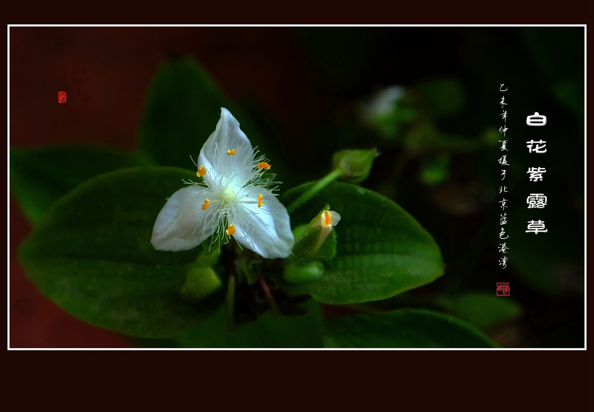 毛绒绒的小白花-白花紫露草