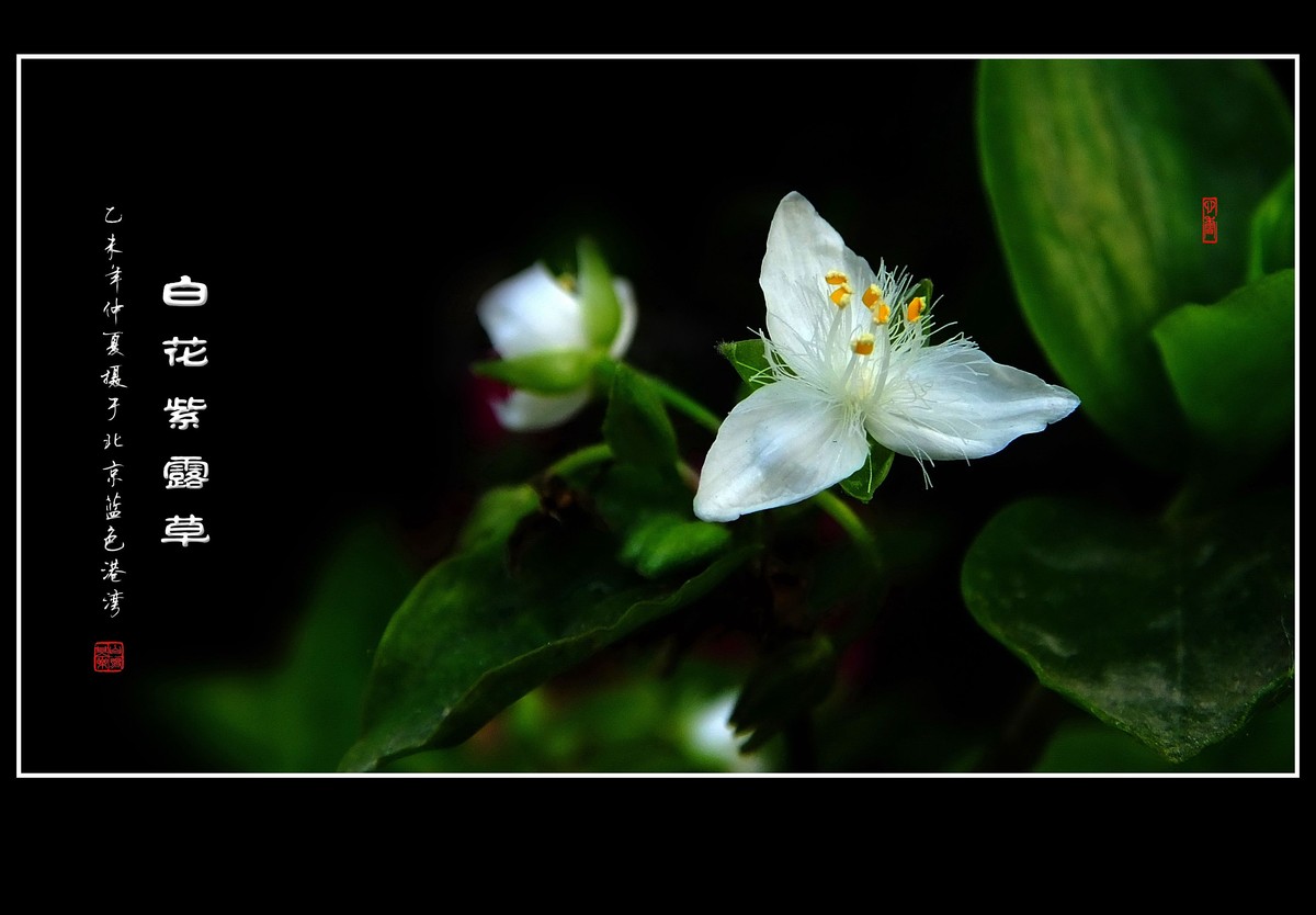 毛绒绒的小白花-白花紫露草