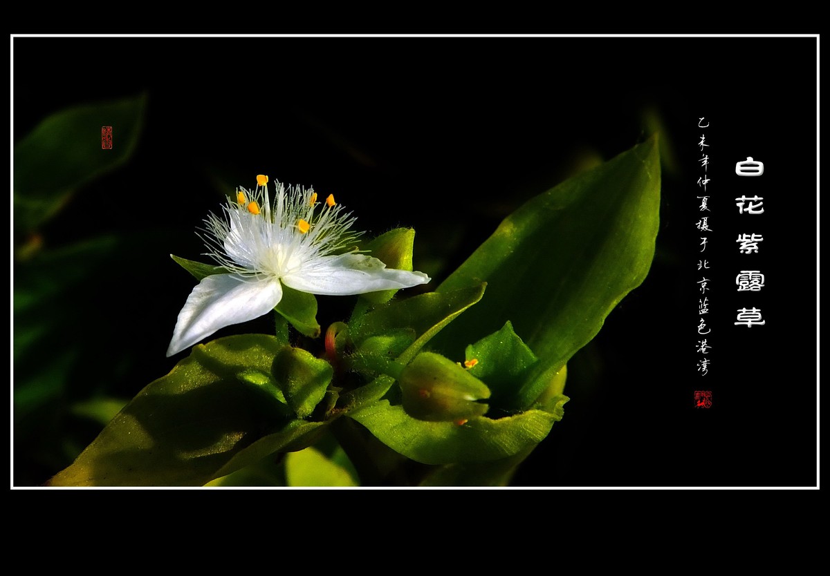 毛绒绒的小白花-白花紫露草