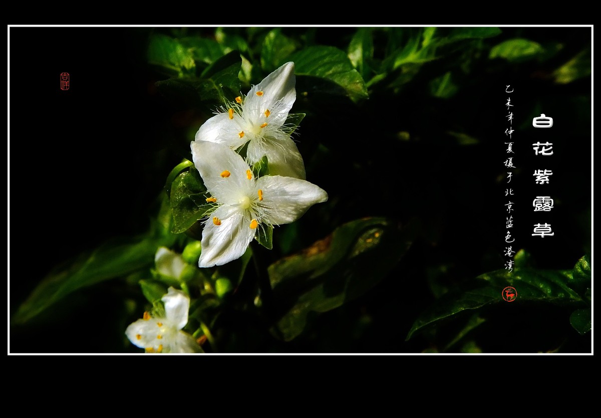 毛绒绒的小白花-白花紫露草