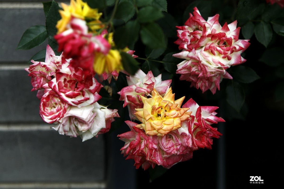 墙内栽花墙外香 （3）