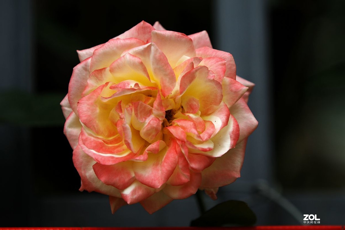 墙内栽花墙外香 （3）