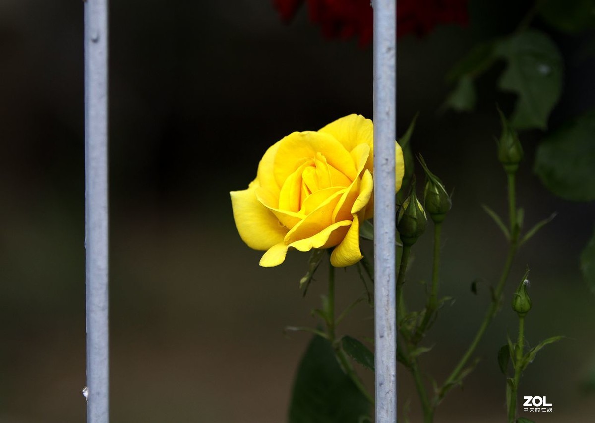 墙内栽花墙外香 （3）