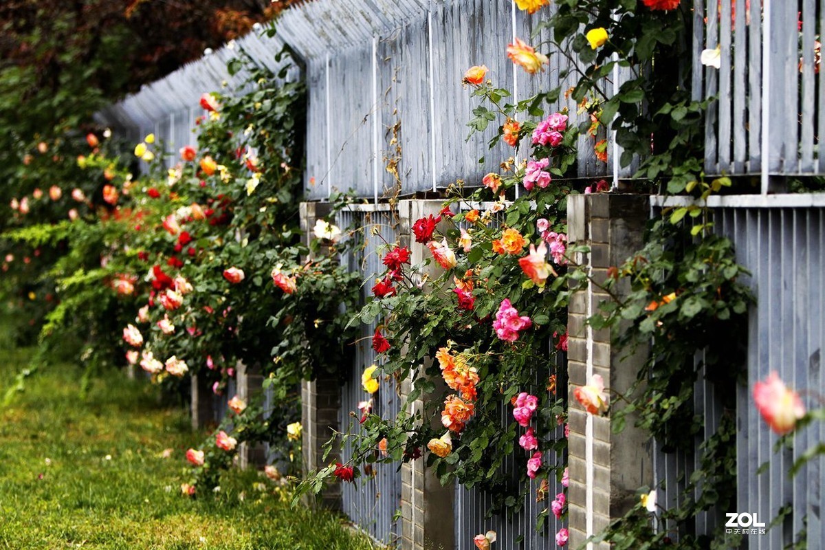 墙内栽花墙外香 （3）