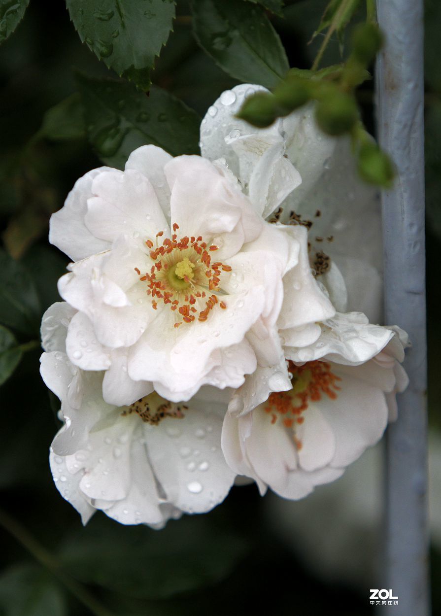 墙内栽花墙外香 （3）