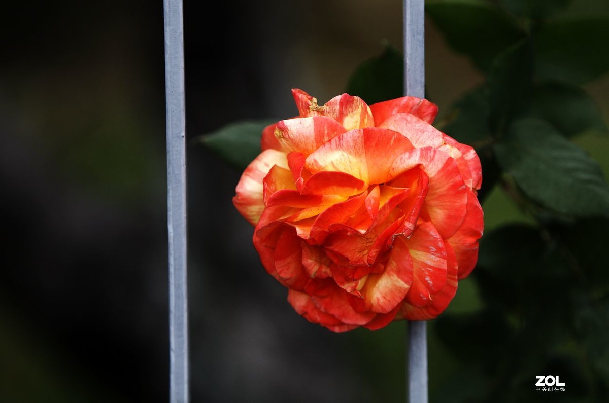 墙内栽花墙外香 （3）