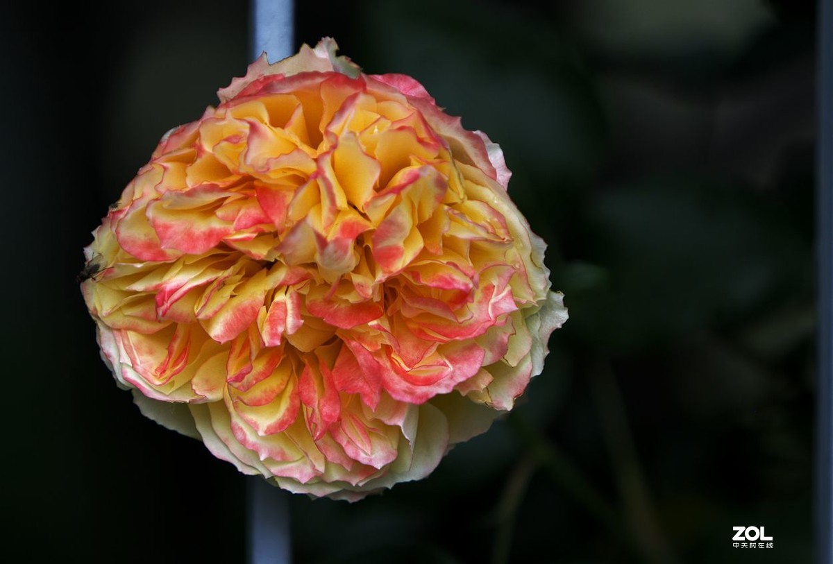 墙内栽花墙外香 （3）