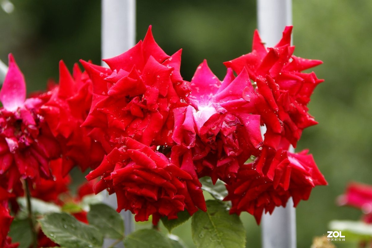 墙内栽花墙外香 （3）