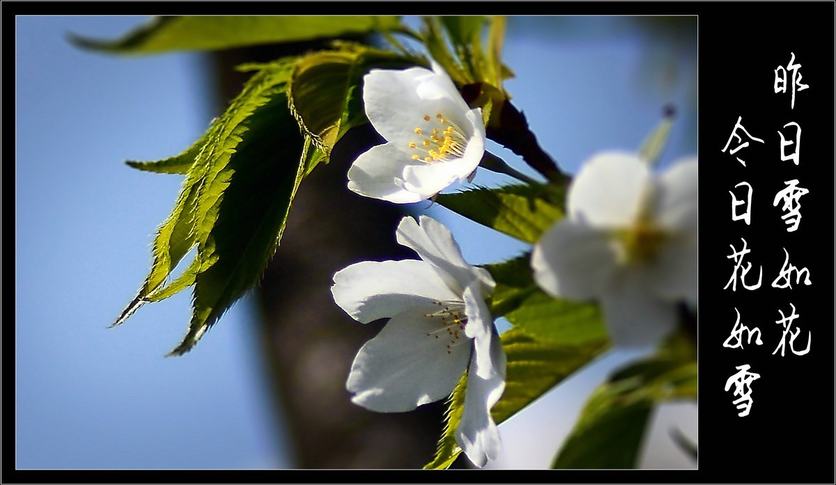 昨日雪如花，今日花如雪（2020047）