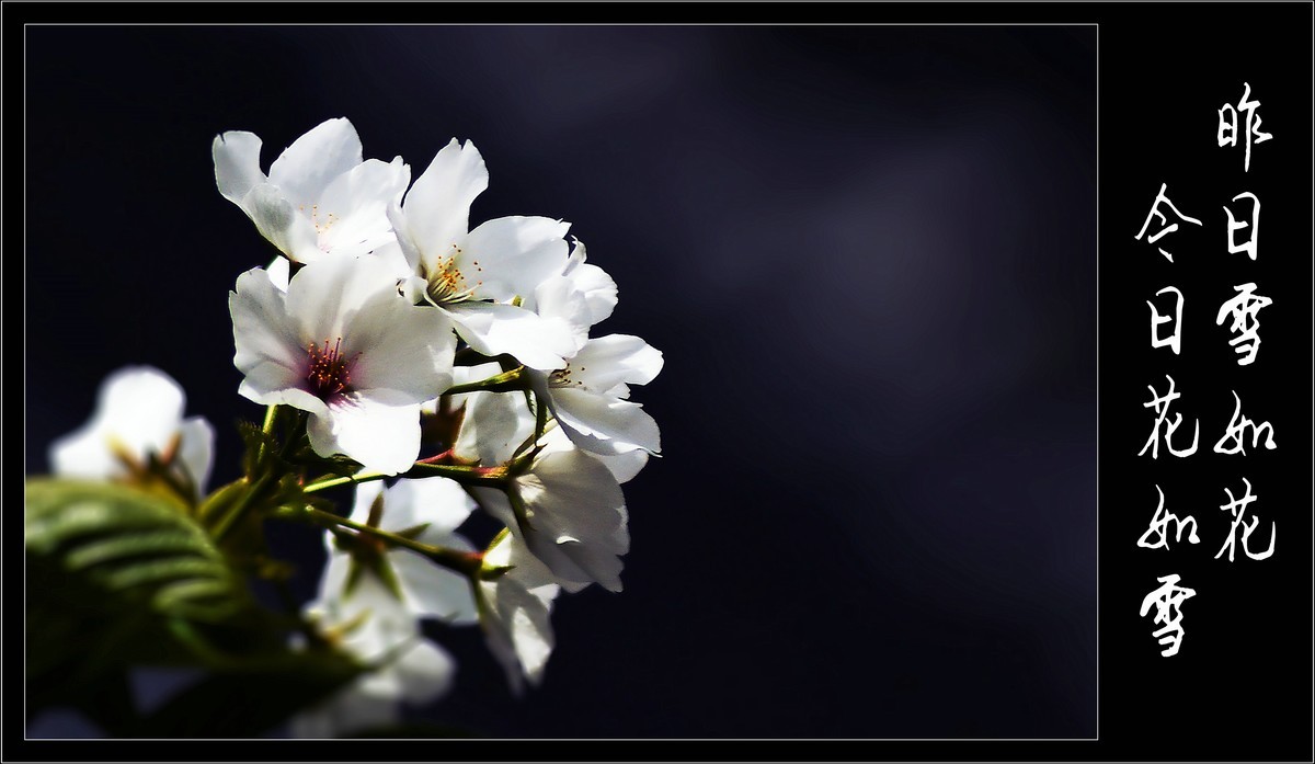 昨日雪如花，今日花如雪（2020047）