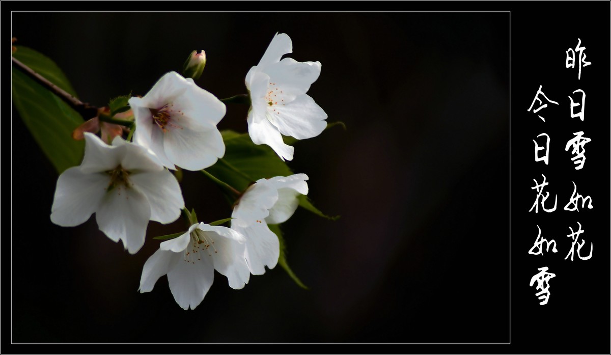 昨日雪如花，今日花如雪（2020047）