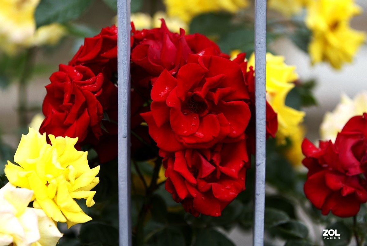 墙内栽花墙外香 （3）