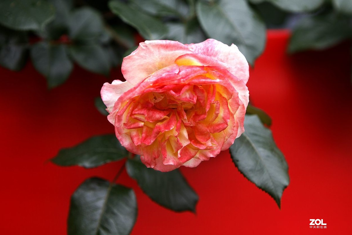 墙内栽花墙外香 （3）