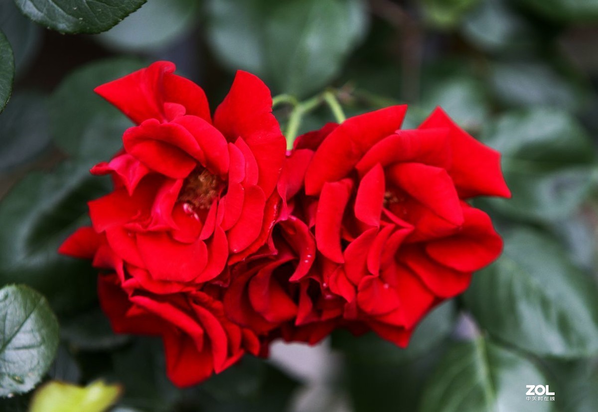 墙内栽花墙外香 （3）