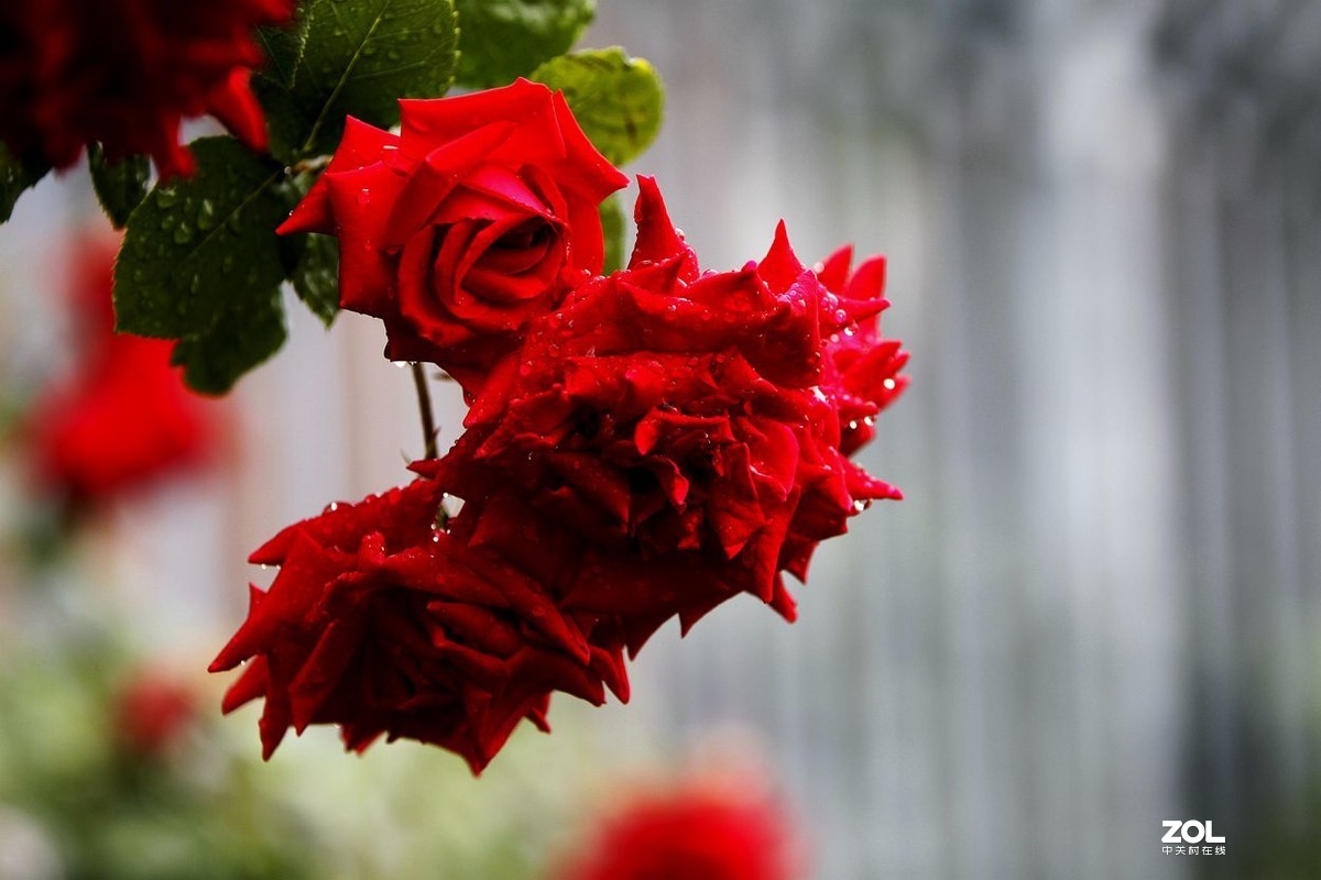 墙内栽花墙外香 （3）