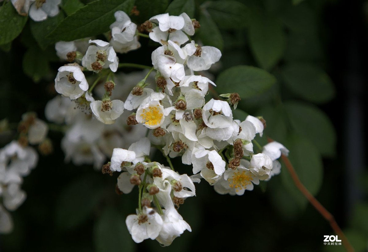 墙内栽花墙外香 （3）