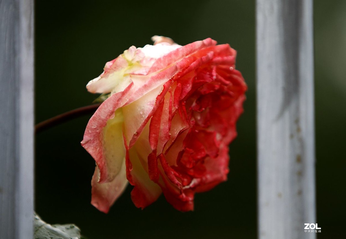 墙内栽花墙外香 （3）