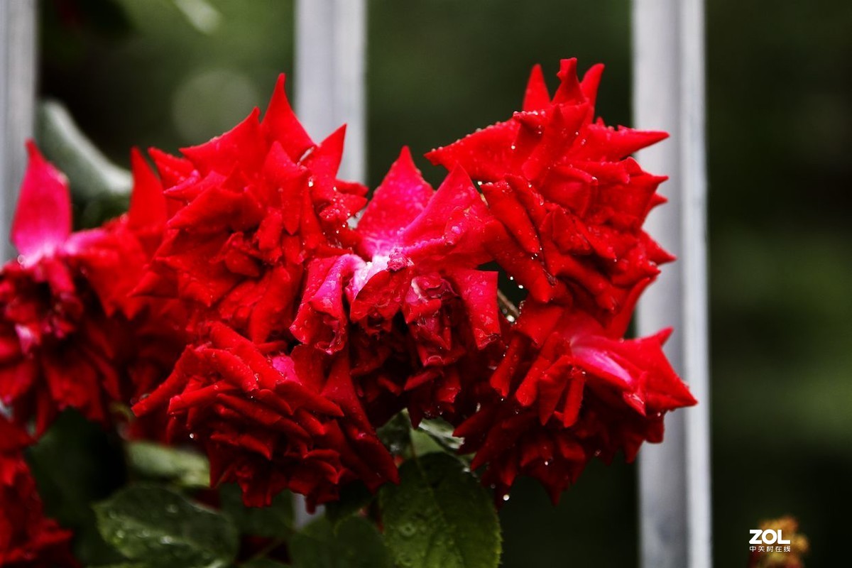 墙内栽花墙外香 （3）