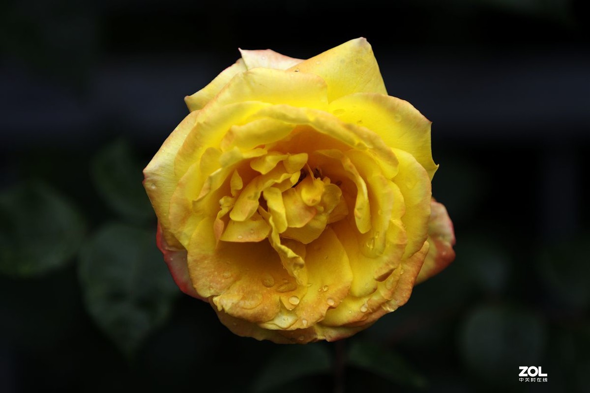 墙内栽花墙外香 （3）