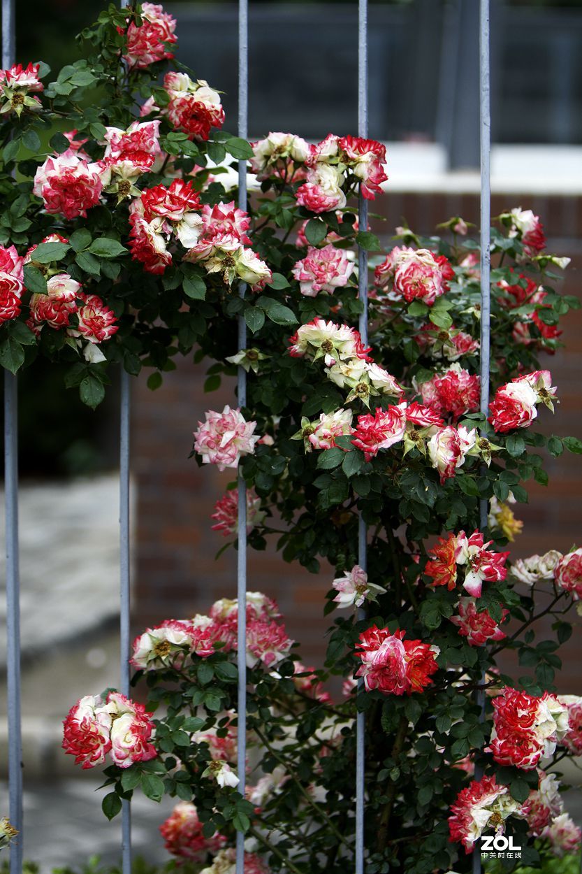 墙内栽花墙外香 （3）