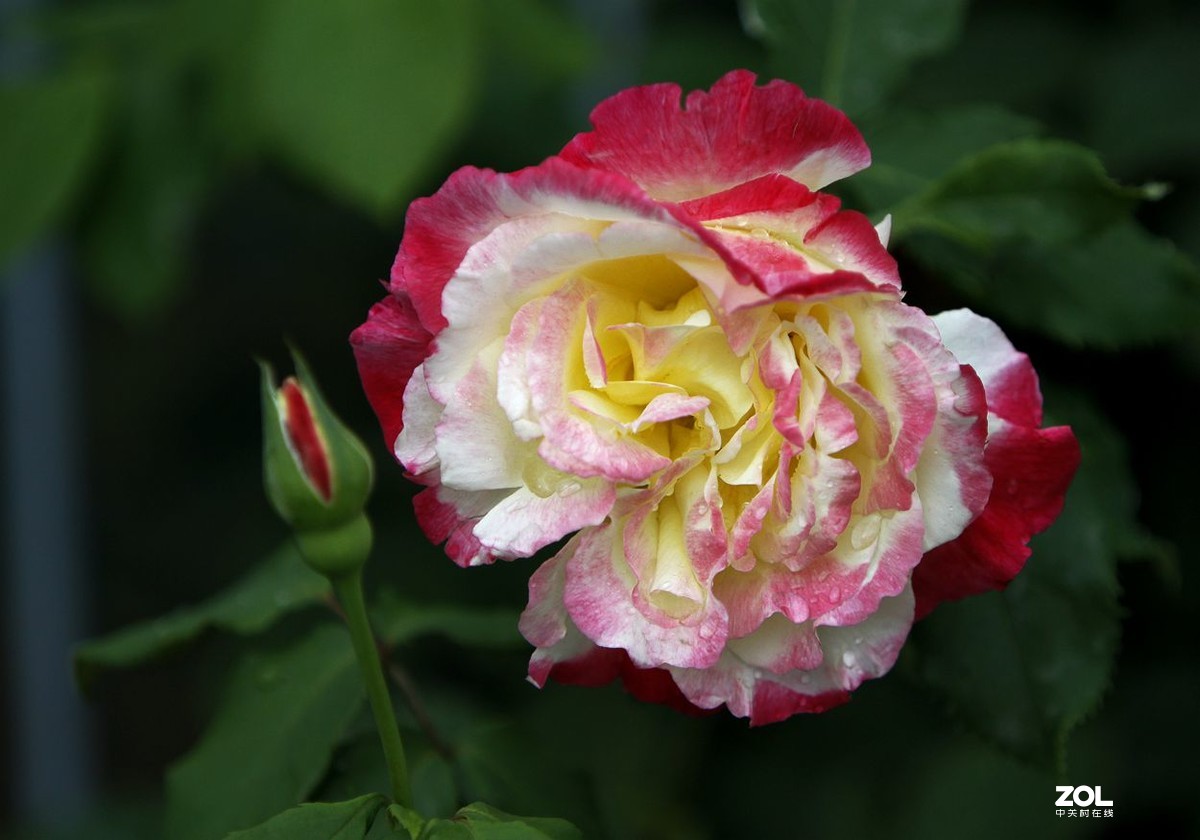 墙内栽花墙外香 （3）