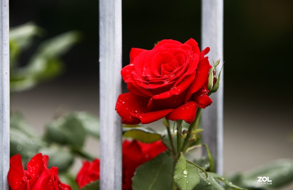 墙内栽花墙外香 （3）