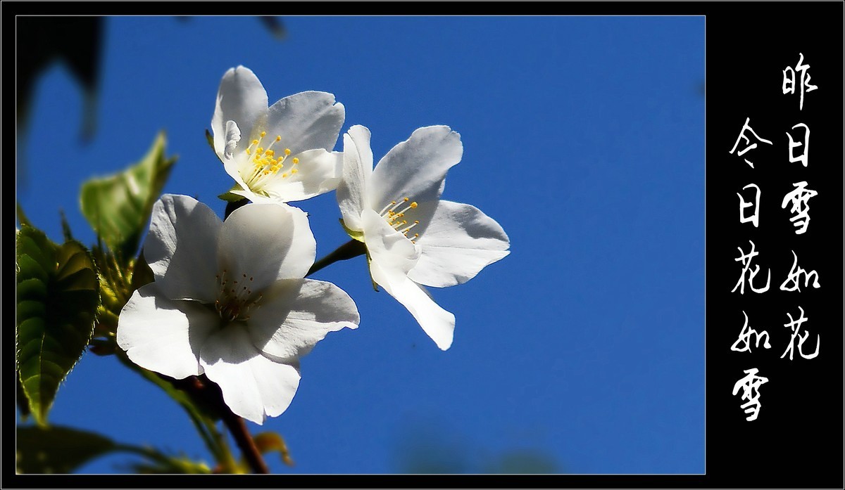 昨日雪如花，今日花如雪（2020047）