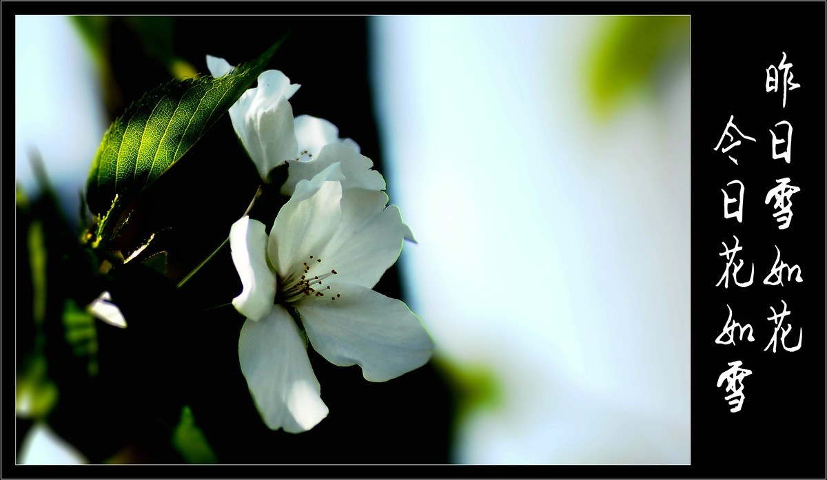 昨日雪如花，今日花如雪（2020047）