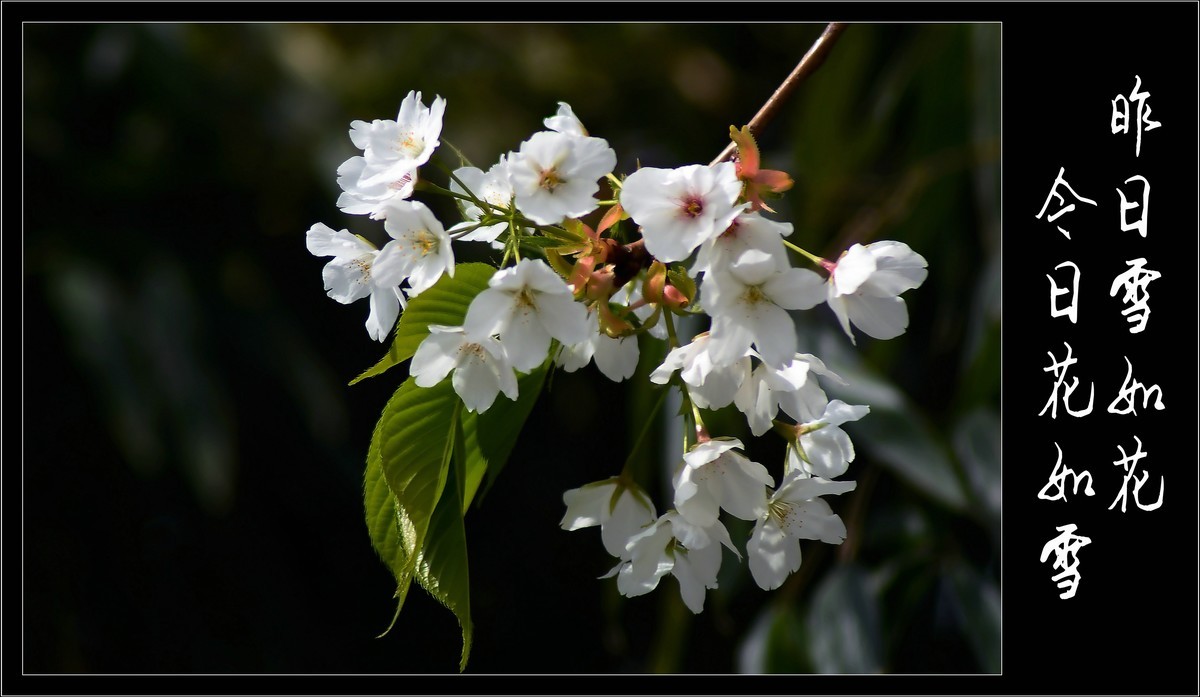 昨日雪如花，今日花如雪（2020047）