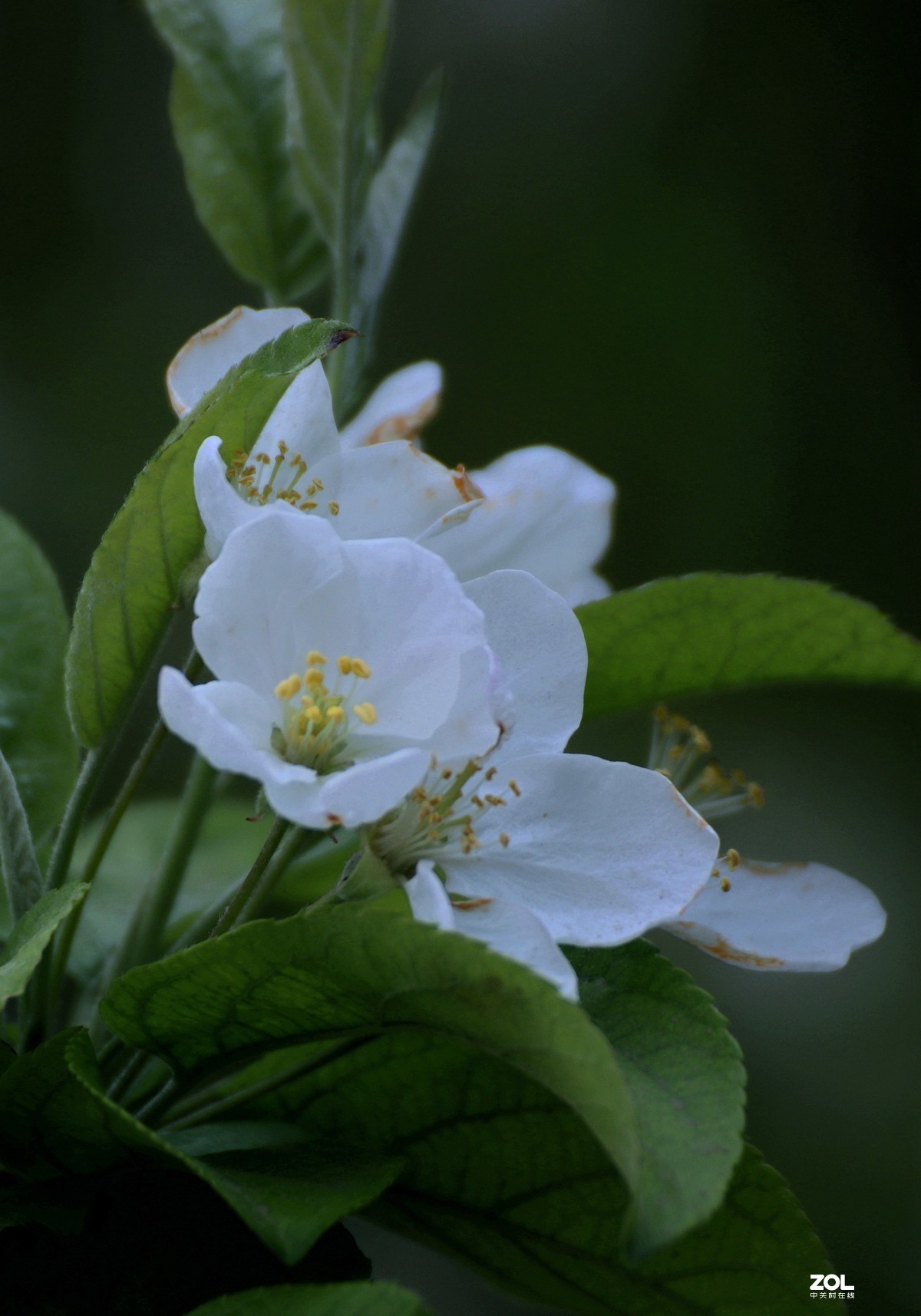 花卉
