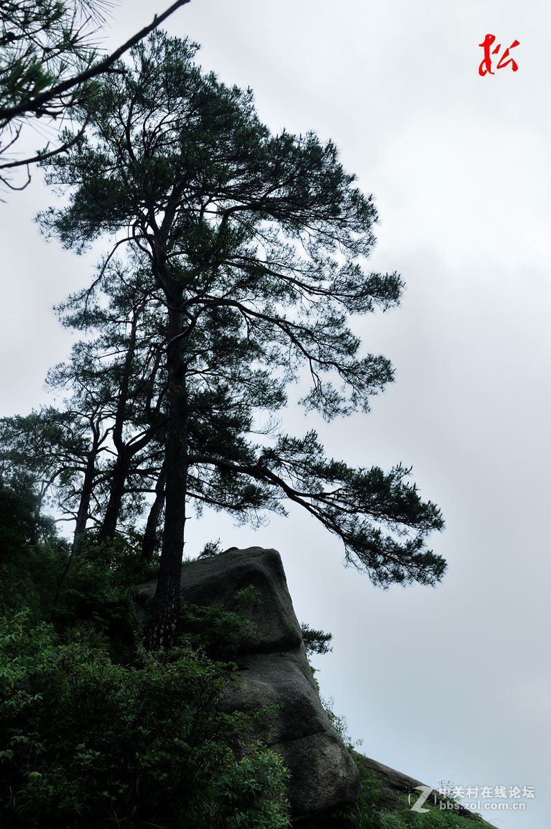 高高山上一青松