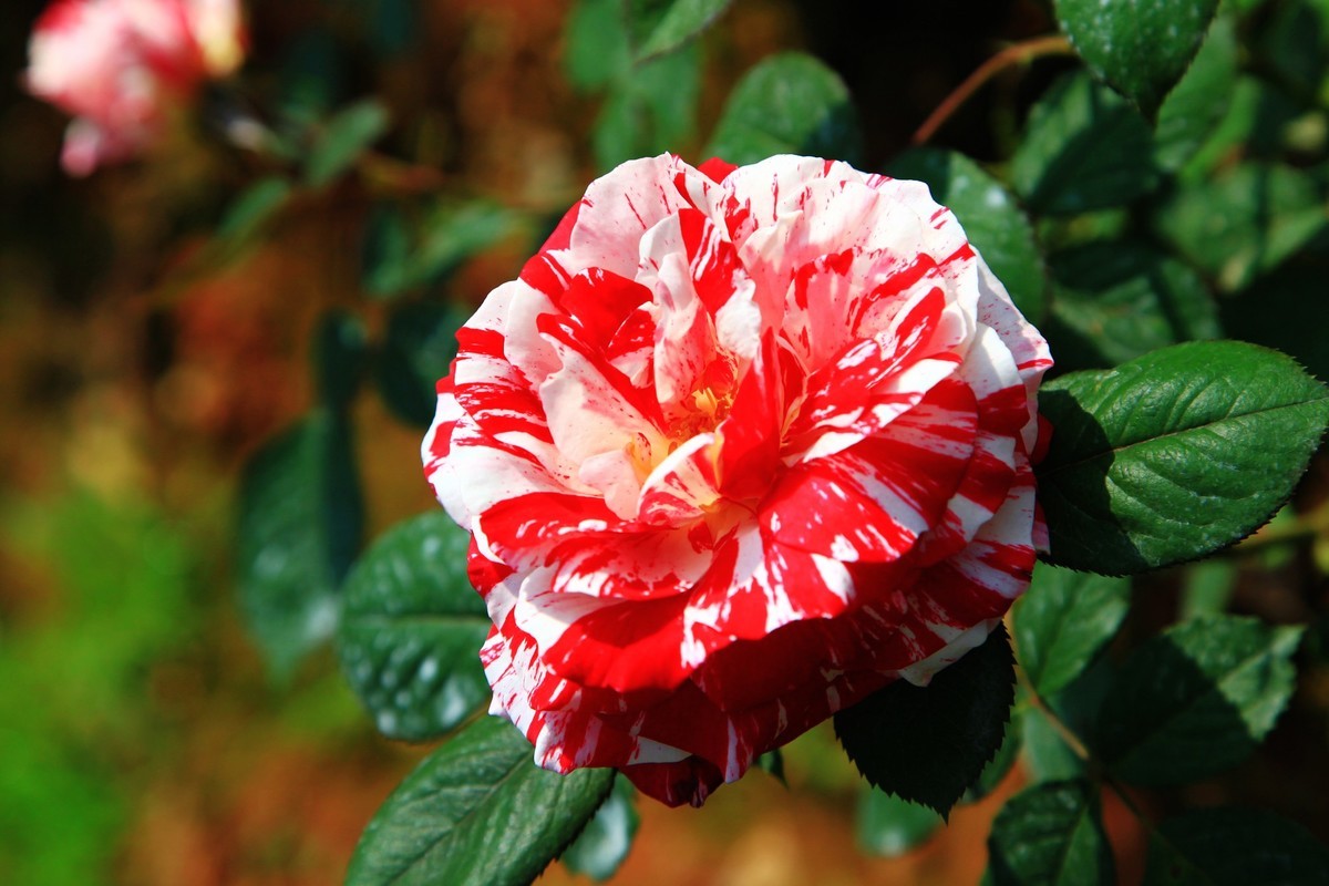 月季花