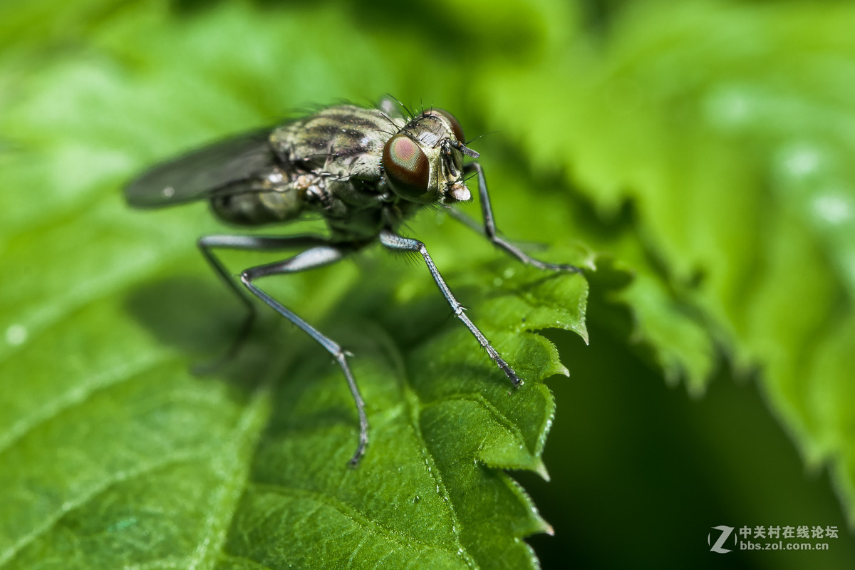 #尼康微距作品赏析#【微距小品】 （老阿推荐）