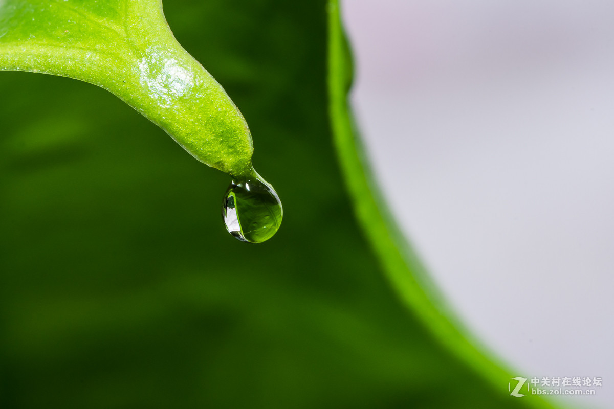 #尼康微距作品赏析#【微距小品】 （老阿推荐）