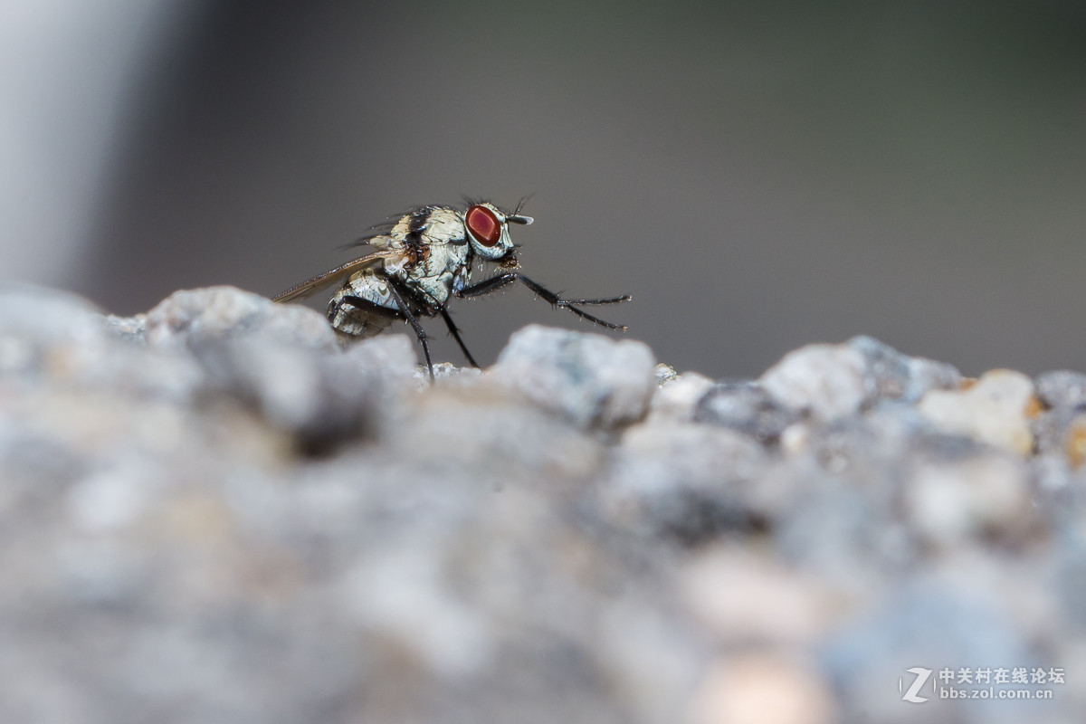 #尼康微距作品赏析#【微距小品】 （老阿推荐）