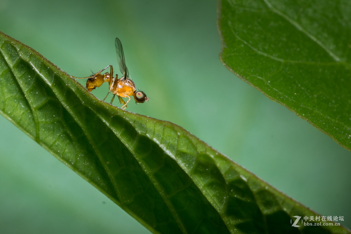 #尼康微距作品赏析#【微距小品】 （老阿推荐）