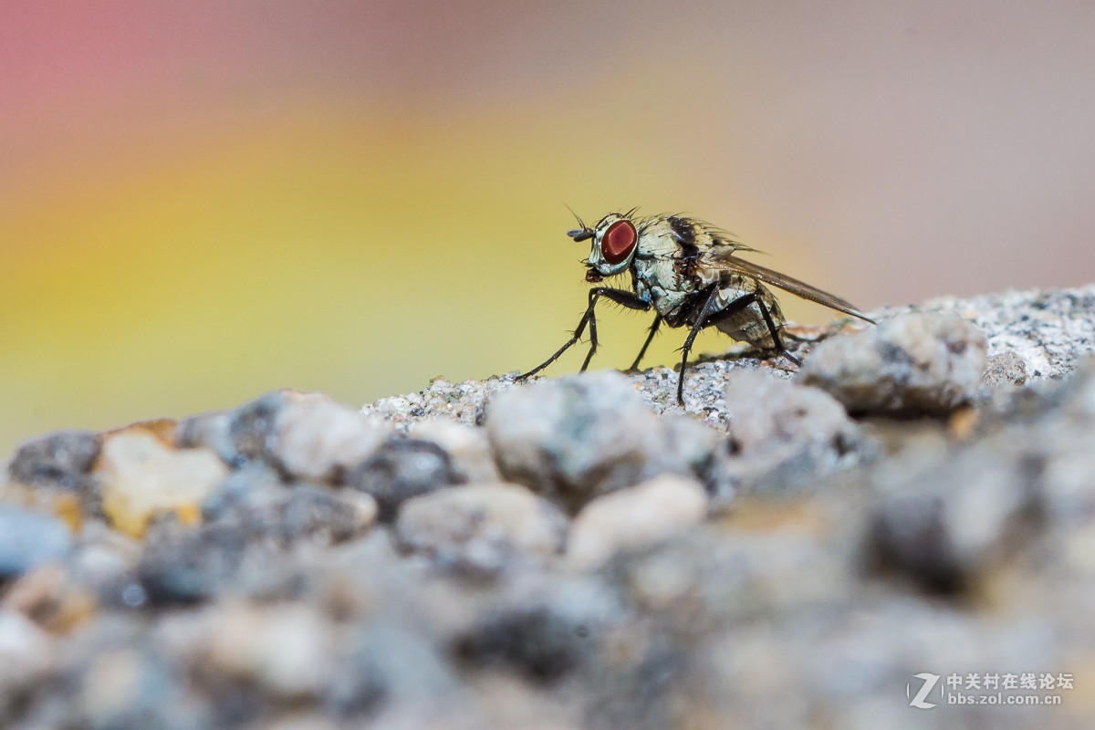 #尼康微距作品赏析#【微距小品】 （老阿推荐）