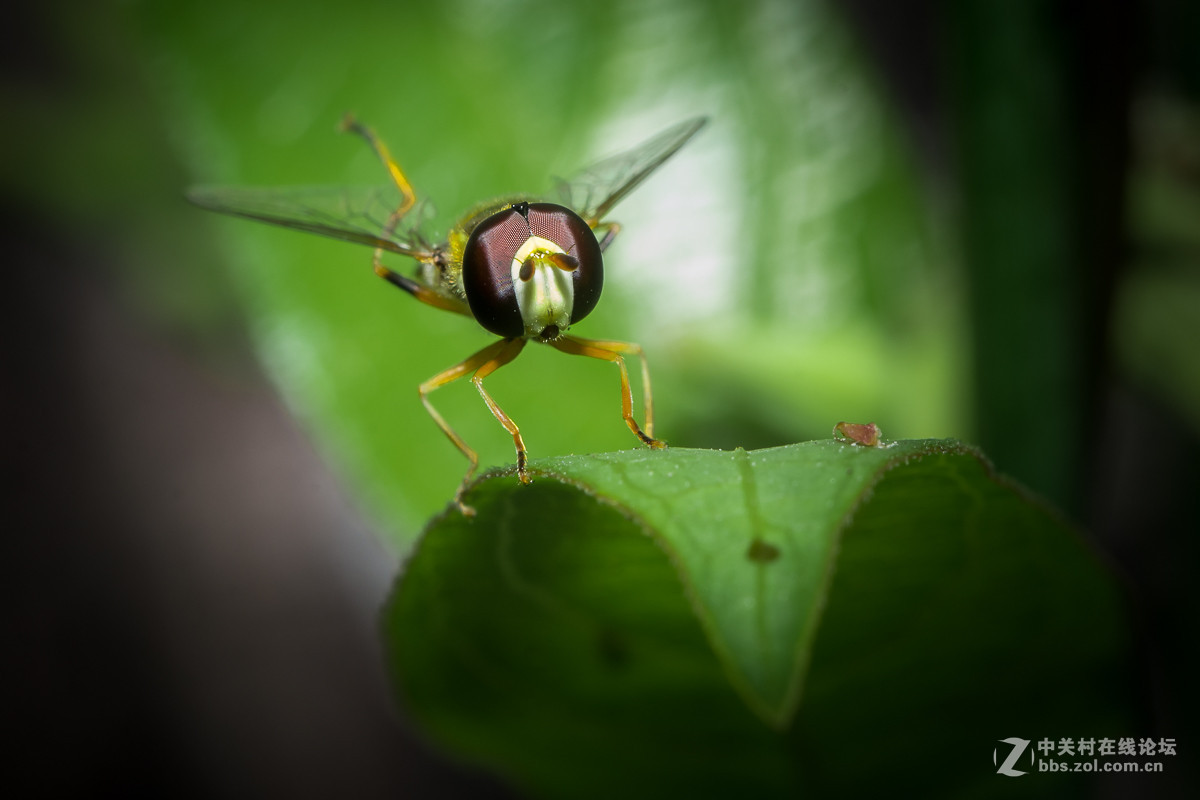 #尼康微距作品赏析#【微距小品】 （老阿推荐）