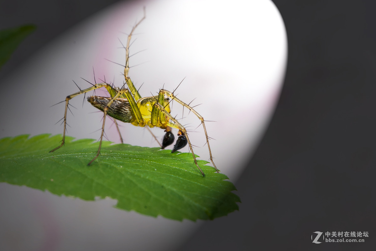 #尼康微距作品赏析#【微距小品】 （老阿推荐）