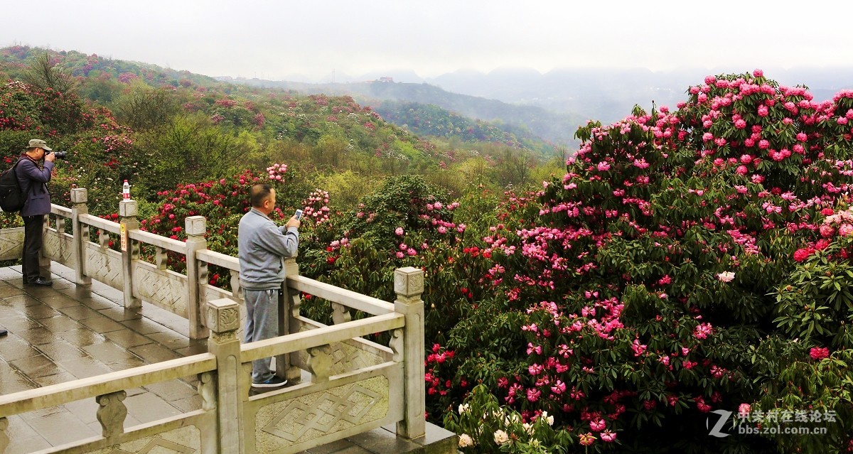 貴州百里杜鵑花海