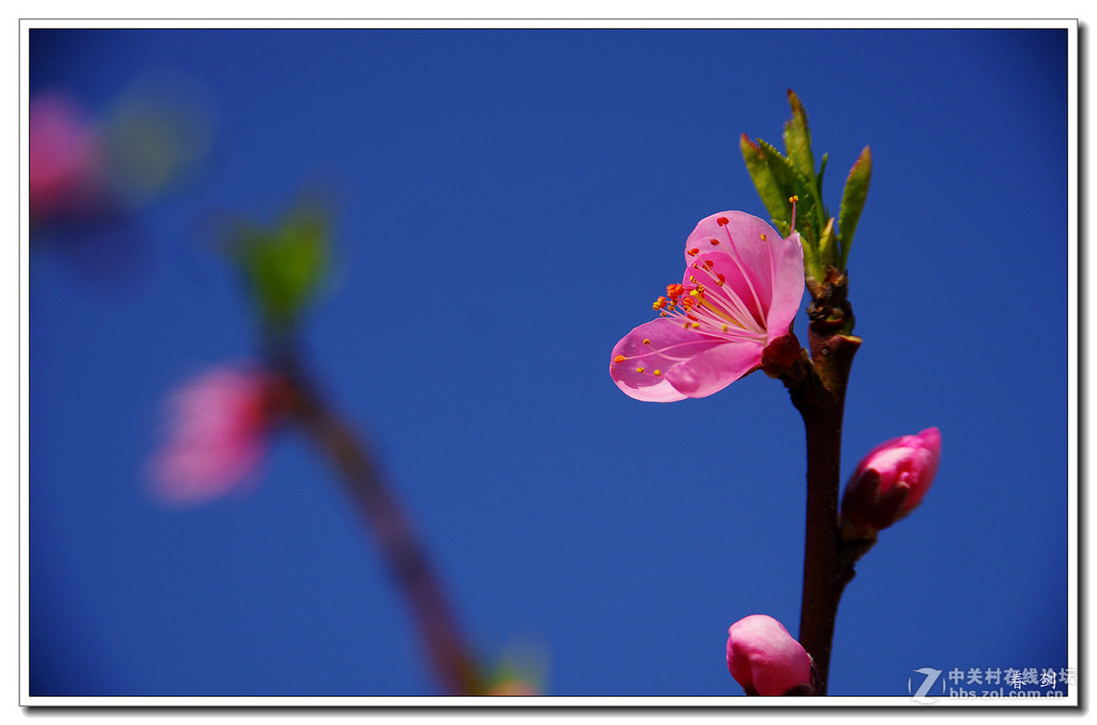 【桃花朵朵开】--恭贺好友云龙观海荣任日照星空(中国)新版主