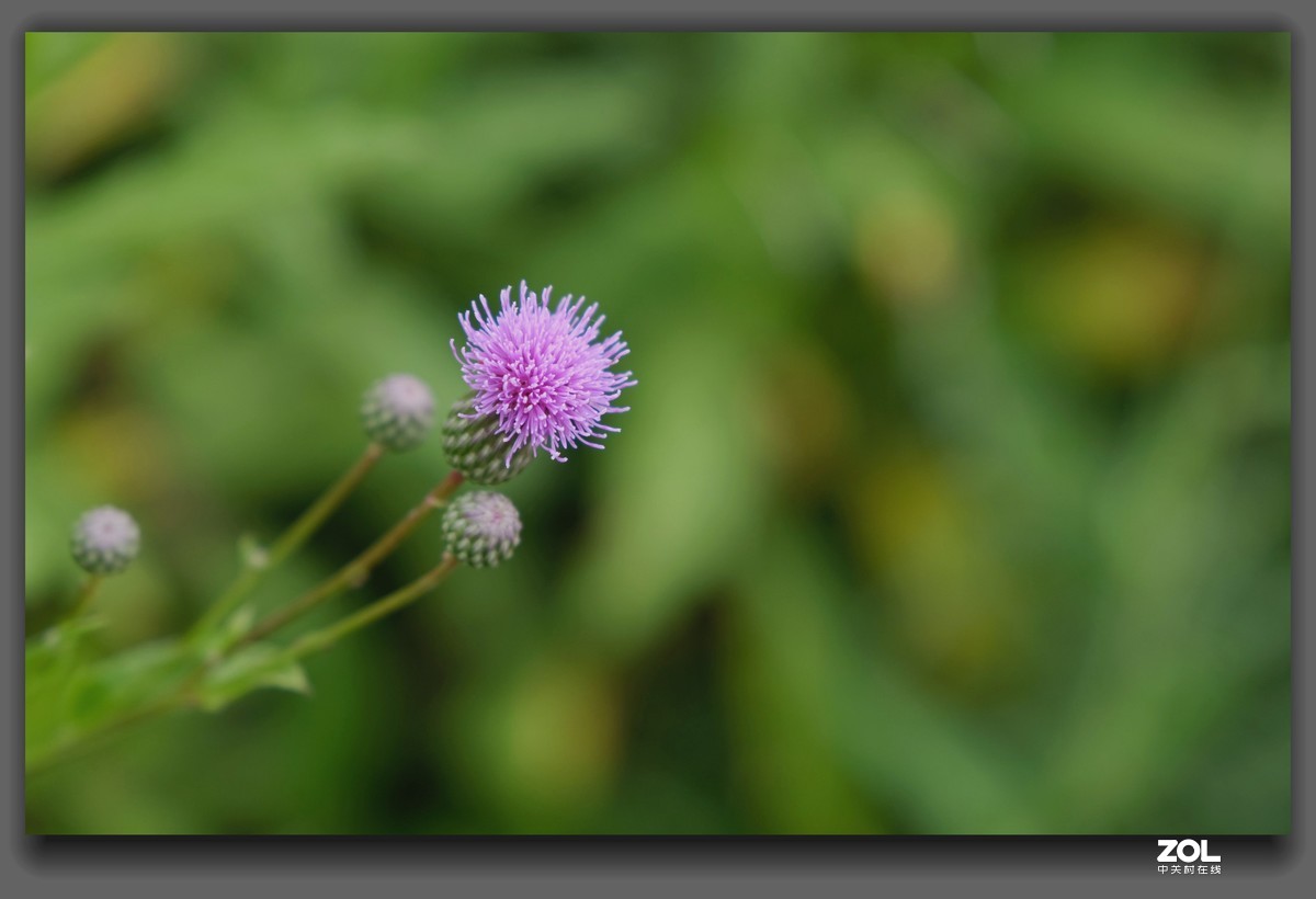 细雨【山萝卜花】