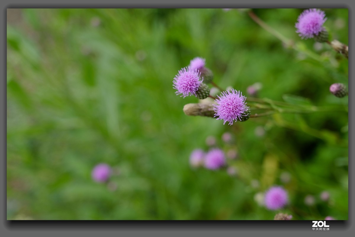 细雨【山萝卜花】