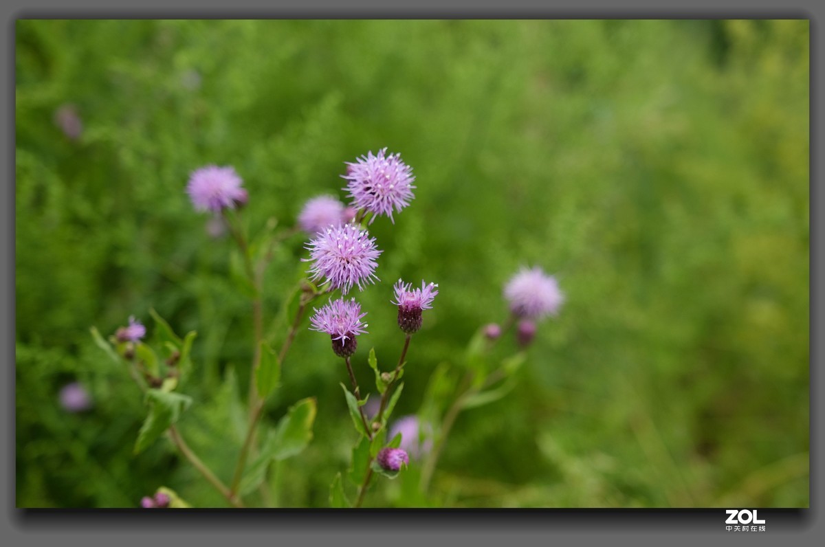 细雨【山萝卜花】