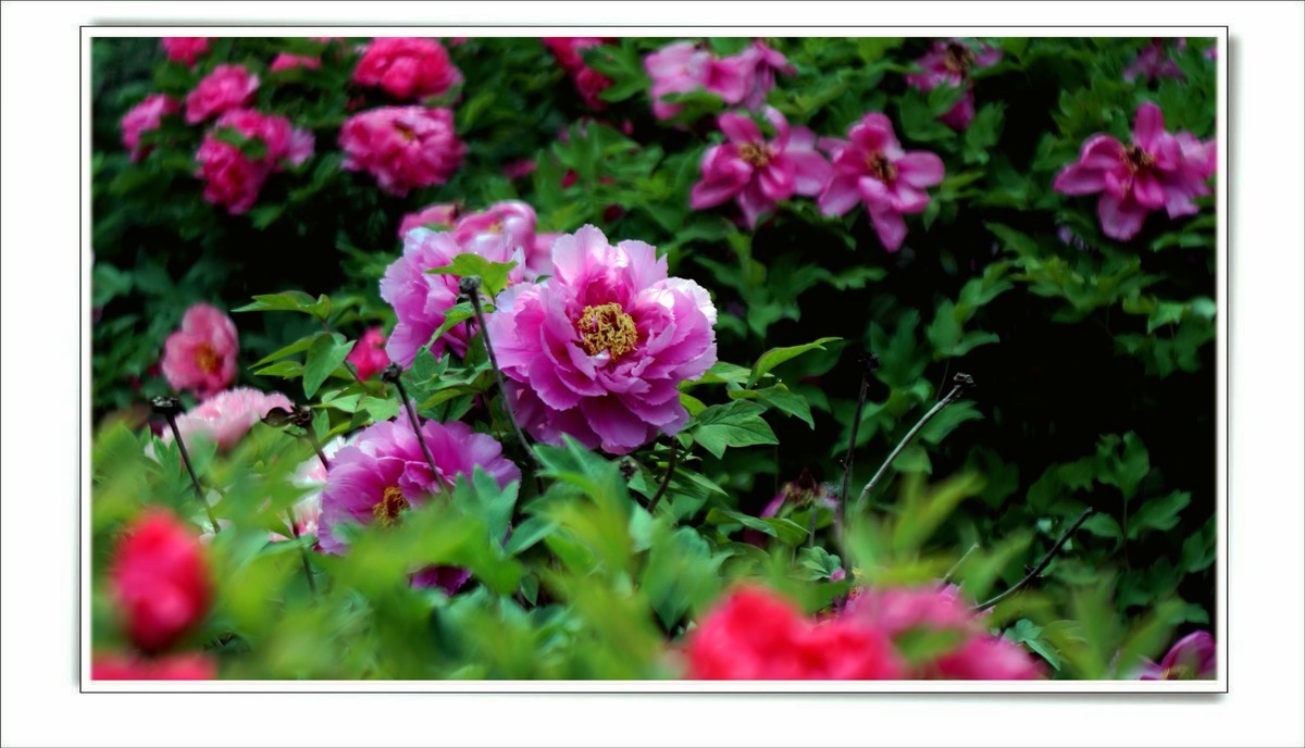 儿童活动中心的牡丹