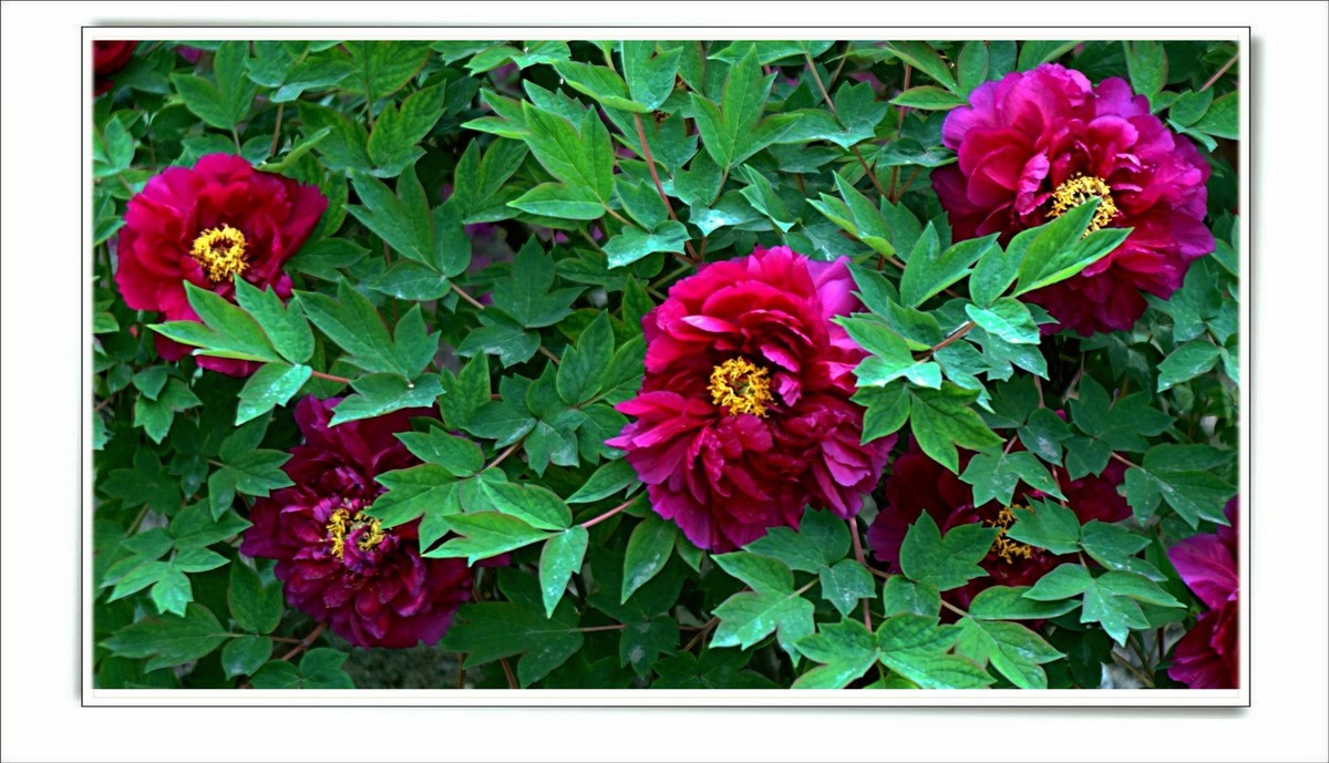 儿童活动中心的牡丹