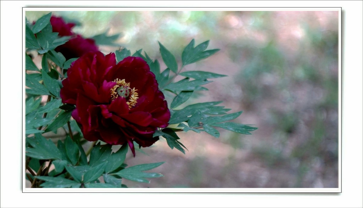 儿童活动中心的牡丹