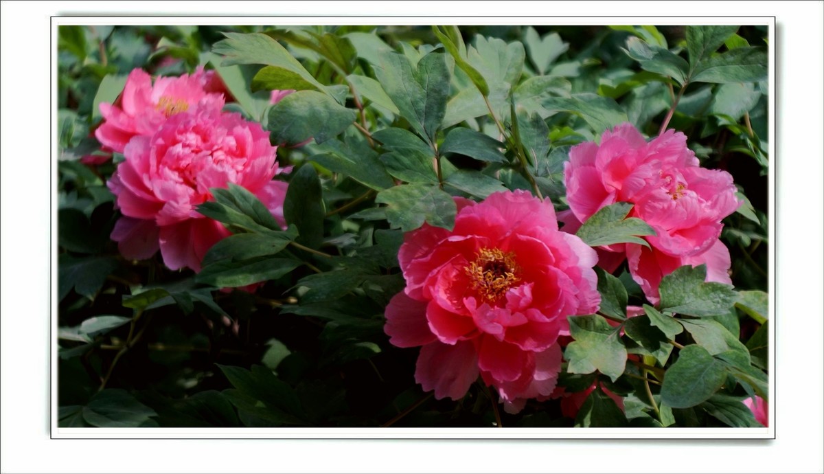 儿童活动中心的牡丹